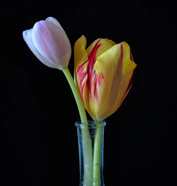 Tulipán Jaře Květu — Stock fotografie
