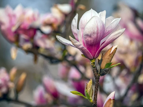春天的木兰花树 — 图库照片