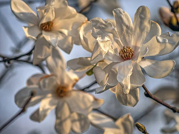 Cornus Florida Kwitnący Dogwood Jest Gatunkiem Drzewa Kwitnącego Rodziny Cornaceae — Zdjęcie stockowe