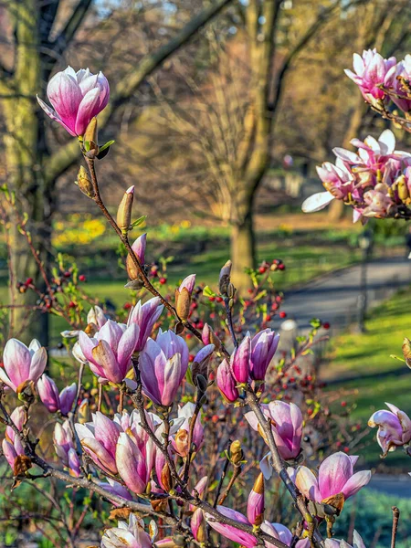 Árbol Magnolia Primavera — Foto de Stock