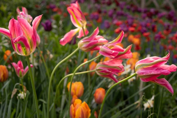Tulpan Våren Blom Central Park Nyc — Stockfoto