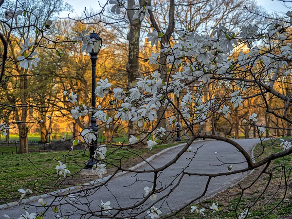 纽约中央公园的春天 — 图库照片