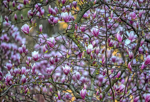 Magnólia Árvore Primavera — Fotografia de Stock