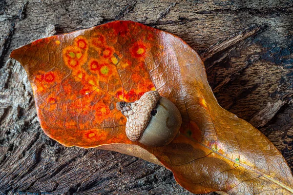 Autumn Still Life Leaf Acorn — Stock Photo, Image