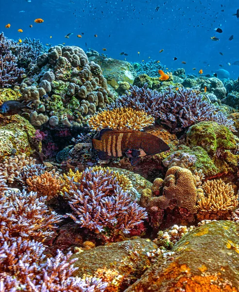 Recife Coral Pacífico Sul Largo Costa Ilha Bali — Fotografia de Stock