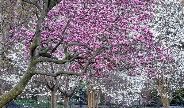 Wiosną Drzewo Magnolii — Zdjęcie stockowe