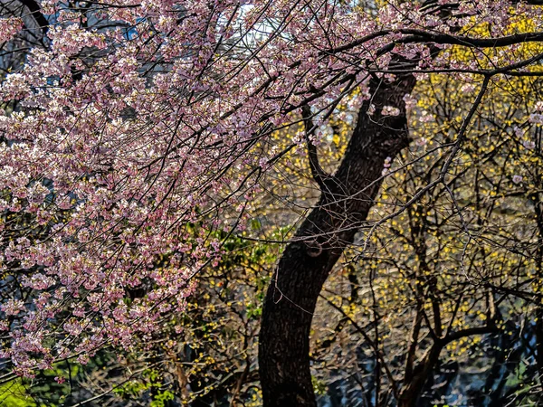 Magnoliaträd Våren — Stockfoto