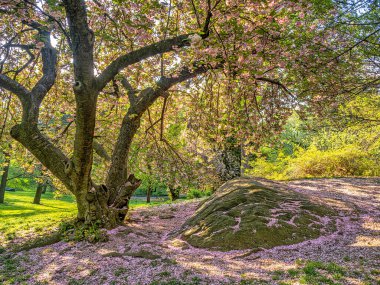 Baharın başlarında New York Central Park 'ta çiçek açan Japon kiraz ağacı.