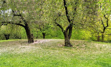 Baharın başlarında New York Central Park 'ta çiçek açan Japon kiraz ağacı.