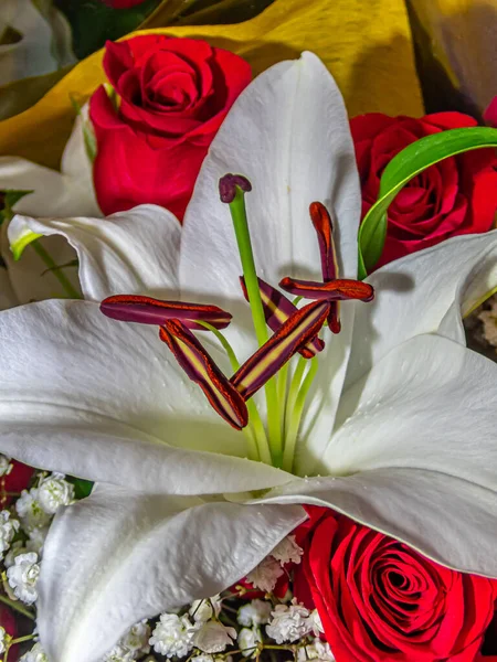 Lilium Rod Bylinných Kvetoucích Rostlin Vyrůstajících Cibulí Všechny Velkými Výraznými — Stock fotografie