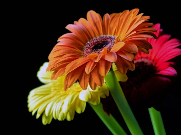 バーバートンデイジー配置 3つの花 オレンジ 赤と黄色 — ストック写真