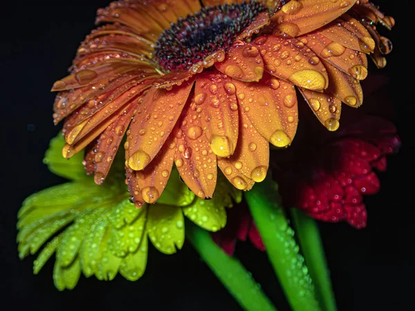 伯顿雏菊与水滴排列组合 — 图库照片