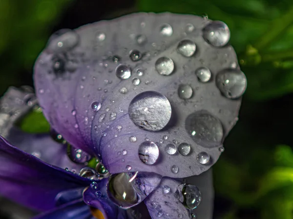 Water Drops Pansy Rain Storm — Stock Photo, Image