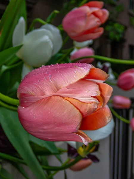 Tulipes Tulipa Est Genre Géophytes Herbacés Bulbifères Fleurs Printanières — Photo