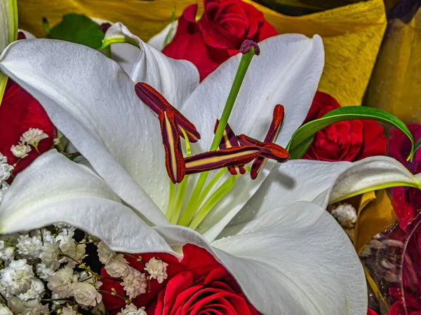 Lilium Rod Bylinných Kvetoucích Rostlin Vyrůstajících Cibulí Všechny Velkými Výraznými — Stock fotografie