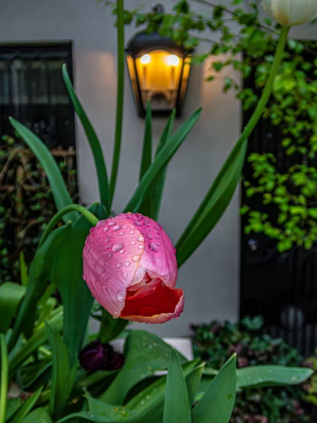 Laleler Tulipa Bahar Çiçekleri Açan Uzun Ömürlü Bir Bitkisel Jeofit — Stok fotoğraf
