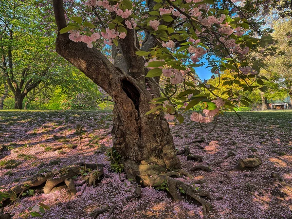 ニューヨーク市中央公園の早春の日本の桜の開花 — ストック写真
