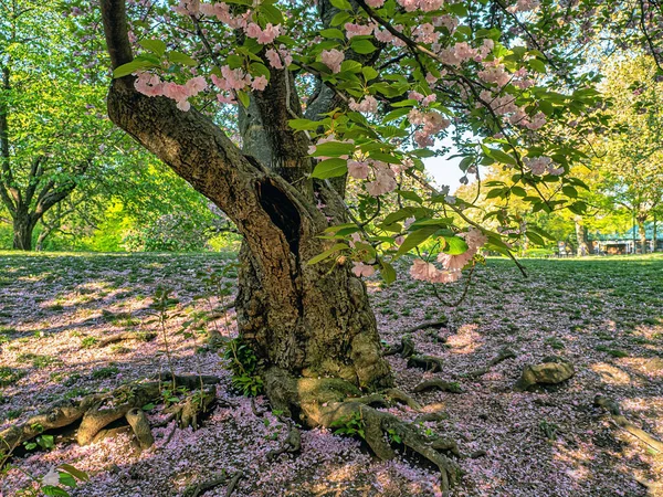 Ciliegio Giapponese Fiore All Inizio Della Primavera Central Park New — Foto Stock