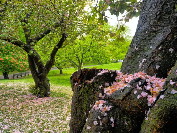 Цвітіння Японської Вишні Ранньою Весною Центральному Парку Нью Йорк — стокове фото