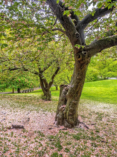 Cerezo Japonés Floreciente Principios Primavera Central Park Nueva York —  Fotos de Stock