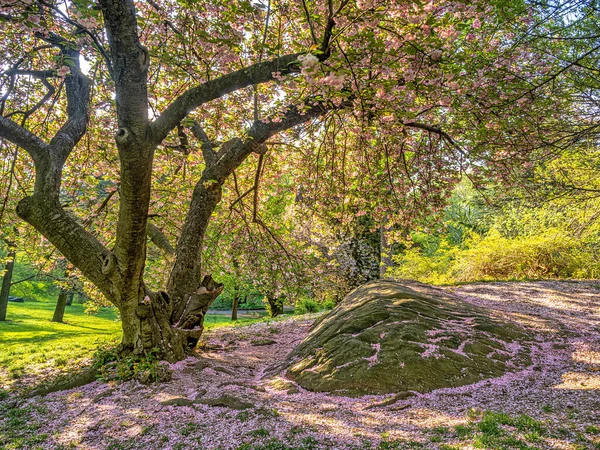 Flowering Japanese Cherry Tree Early Spring Central Park New York — Stock Photo, Image