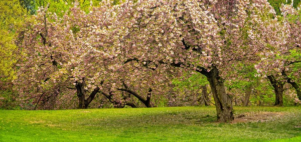 Blommande Japanskt Körsbärsträd Tidigt Våren Central Park New York — Stockfoto
