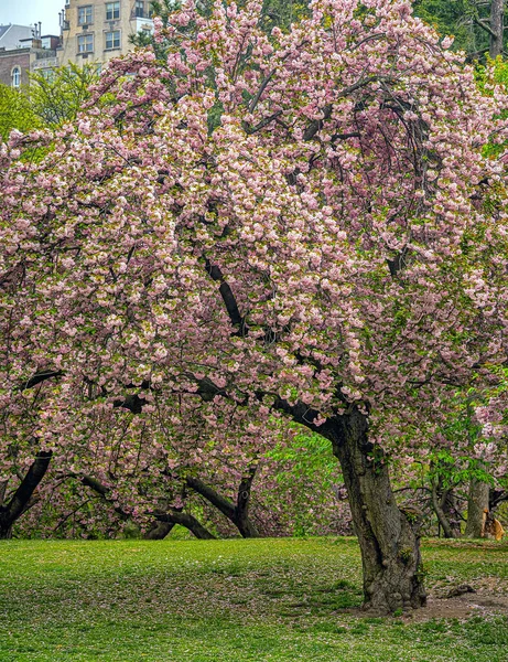 Цветущая Японская Вишня Ранней Весной Центральном Парке Нью Йорк — стоковое фото