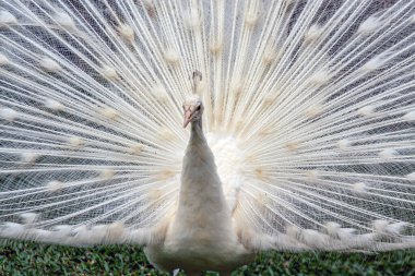  Hint Peafowl, Pavo Kristali, bilinen adıyla Peafowl ve Mavi Peafowl., 