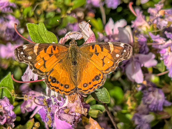 stock image Cynthia group of colourful butterflies, commonly called painted ladies, comprises a subgenus of the genus Vanessa in the family Nymphalidae.