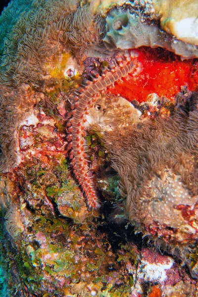ヘルモディス カルンクラータ Hermodice Carunculata 両生類に属する海洋性毛虫の一種 — ストック写真