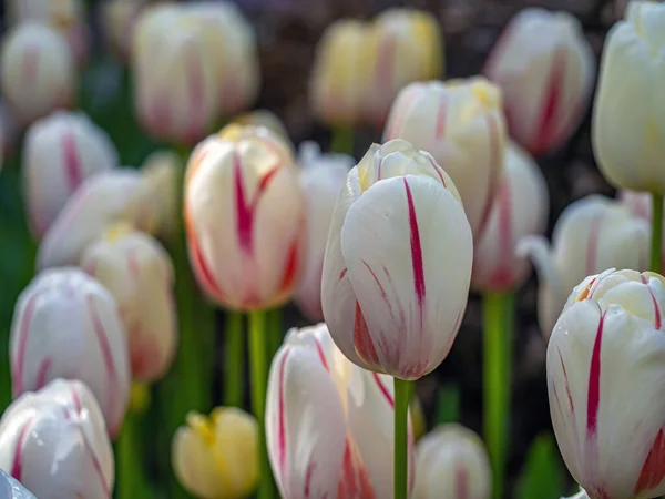 Tulpen Tulipa Sind Eine Gattung Frühlingsblühender Mehrjähriger Krautiger Zwiebelgewächse — Stockfoto