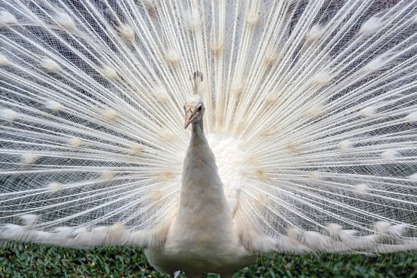 Peafowl Indio Pavo Cristatus También Conocido Como Peafowl Común Peafowl — Foto de Stock