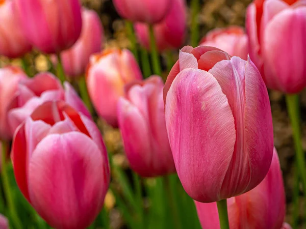 Tulips Tulipa Genus Spring Blooming Perennial Herbaceous Bulbiferous Geophytes — Stock Photo, Image
