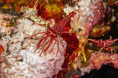Menteşe gagalı karides. Rhynchocinetidae familyası küçük, münzevi kırmızı-beyaz karideslerden oluşur. Bu ailenin tipik olarak yukarı eğimli katlanabilir kürsüsü var.