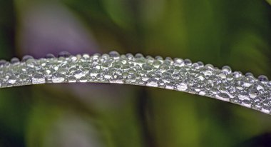 su yaprak yeşil sonra yağmur damlaları.