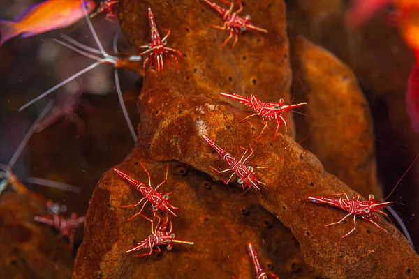 Hinge Beak Shrimps Family Rhynchocinetidae Group Small Reclusive Red White — Stock Photo, Image