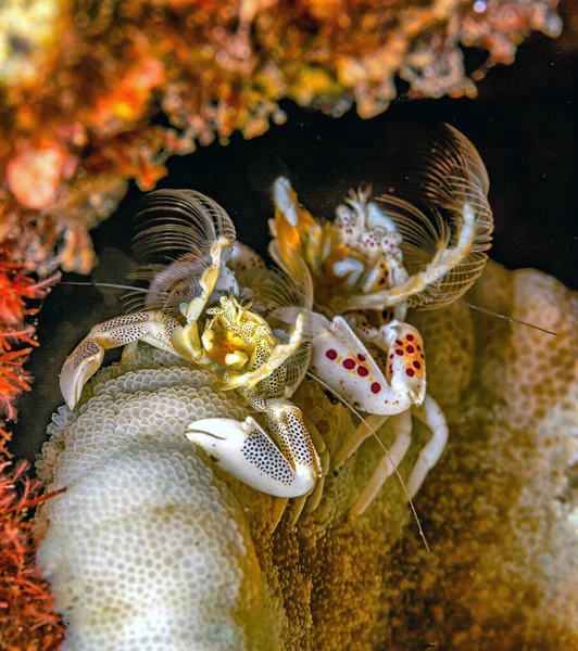 Récif Corallien Dans Pacifique Sud Crabes Large Île Bali — Photo