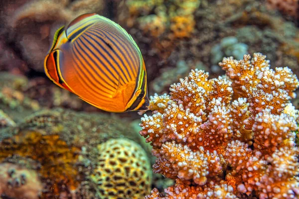 Melon Butterflyfish Chaetodon Trifasciatus Indian Redfin Butterflyfish Coast Island Bali — Stock Photo, Image