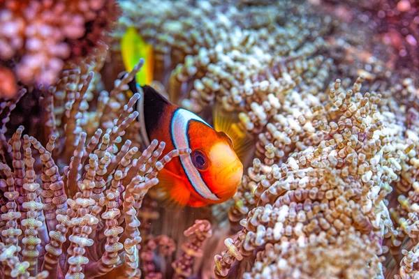 Tomato Clownfish Amphiprion Frenatus Species Marine Fish Family Pomacentridae — Stock Photo, Image