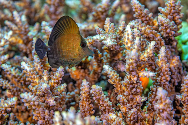 Zebrasoma Rostratum Longnose Surgeonfish Black Tang Marine Reef Tang Fish — Stock Photo, Image