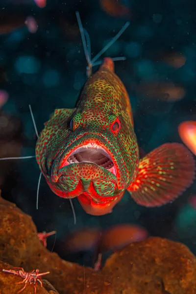 Cephalopholis Miniata Also Known Coral Grouper Being Clenaed Cleaning Station — Stock Photo, Image