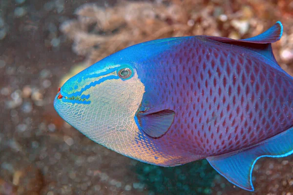 Redtoothed Triggerfish Odonus Niger Peixe Gatilho Área Tropical Indo Pacífico — Fotografia de Stock