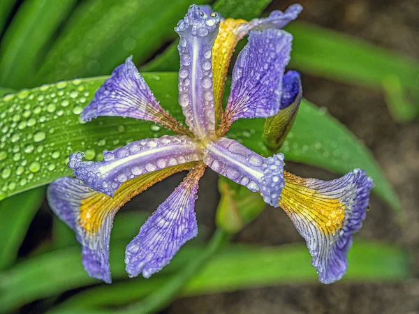 Iris Xiphium Comúnmente Conocido Como Iris Español Con Gotas Agua — Foto de Stock