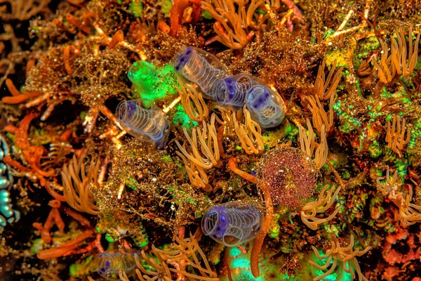 Tunicate Marine Invertebrate Animal Member Subphylum Tunicata Part Chordata Phylum — Stock Photo, Image