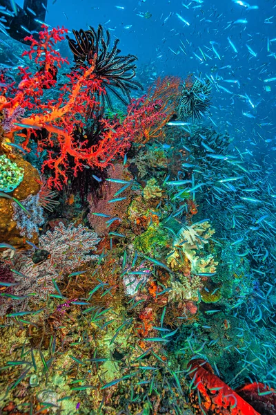 Coral Reef South Pacific Coast Bali Liberty Wreck — Stock Photo, Image