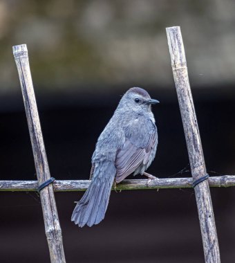 Central Park 'taki Shakespeare Bahçesi, New York Şehri, gri kedi kuşu, Dumetella carolinensis, gri kedi kuşu, 