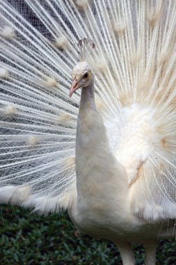 Birçok parktaki seçici üremeyle beslenen beyaz bir Peafowl, bu lökosistik mutasyon genellikle bir albino ile karıştırılır..