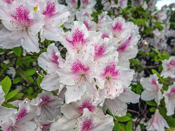 Rhododendron Arboreum Tree Rhododendron Evergreen Shrub Small Tree Showy Display — Stock Photo, Image