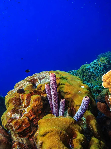 Arrecife Coral Caribeño Frente Costa Isla Bonaire — Foto de Stock