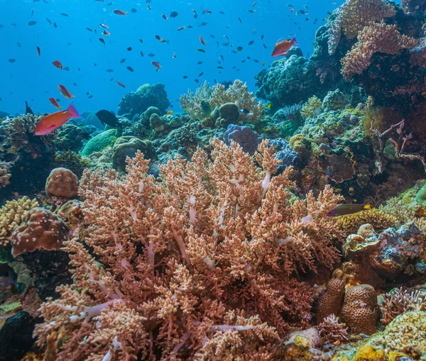Récif Corallien Dans Pacifique Sud — Photo